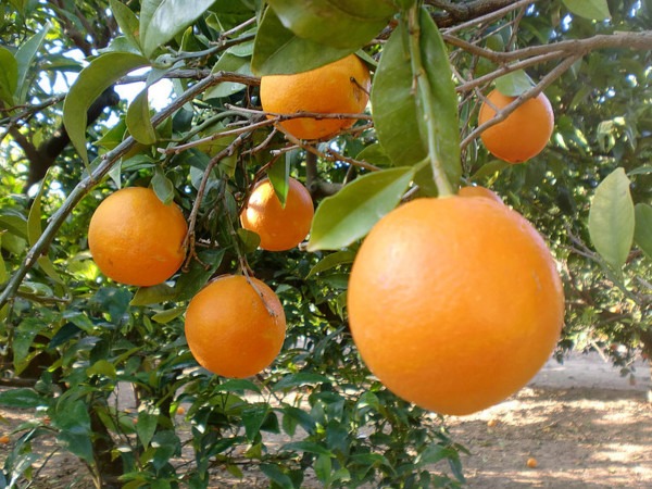 Liranjak eta mandarinak